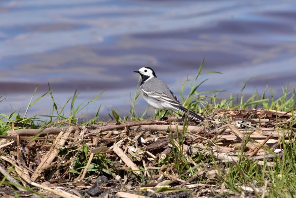 Трясогузка Весна