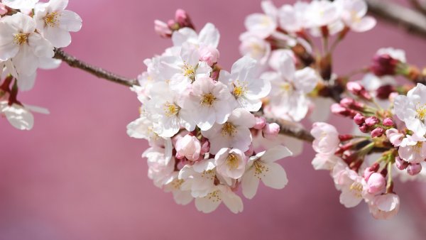 Цветущая вишня на фоне неба