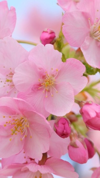 Вишневые цветы