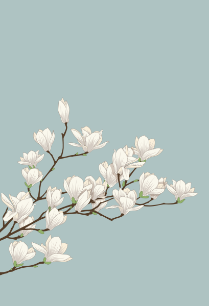 Белая Сакура