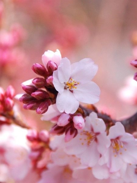 Обои на телефон макро