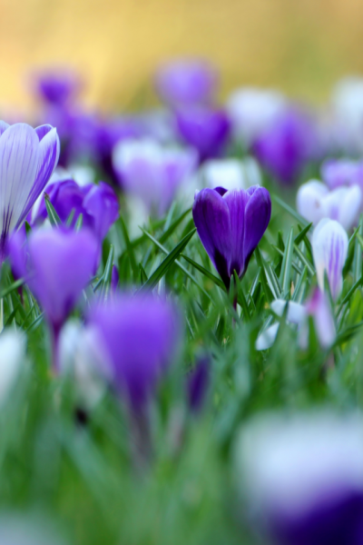 Весна на айфон