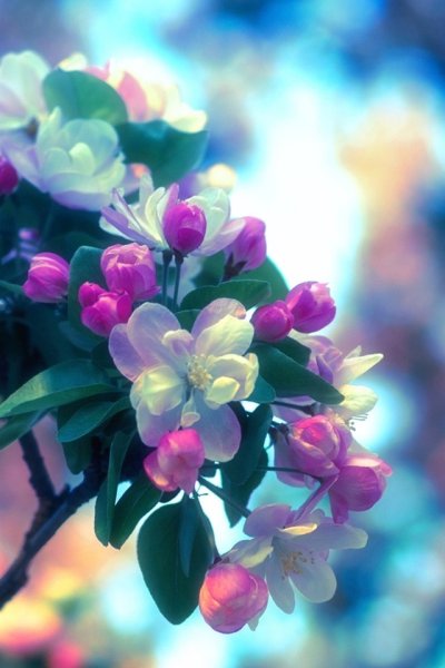 Тёмная Сакура цветок