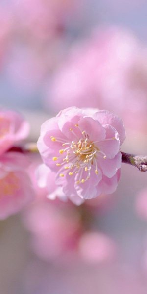 Яркие весенние цветы