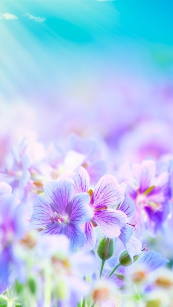 Природа цветы