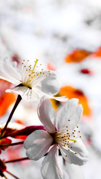 Аватарка на телефон Весна