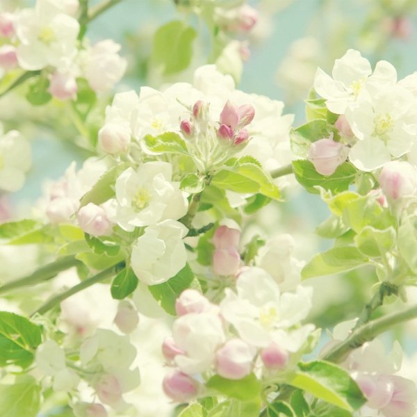 Нежные весенние цветы