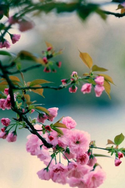 Магнолия Пинтерест