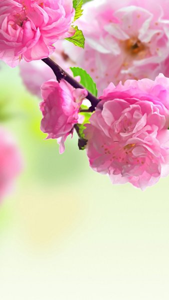 Красивые картинки вертикальные