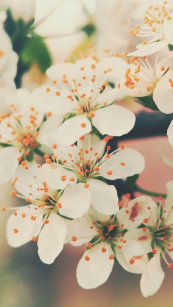 Цветы яркие нежные красивые