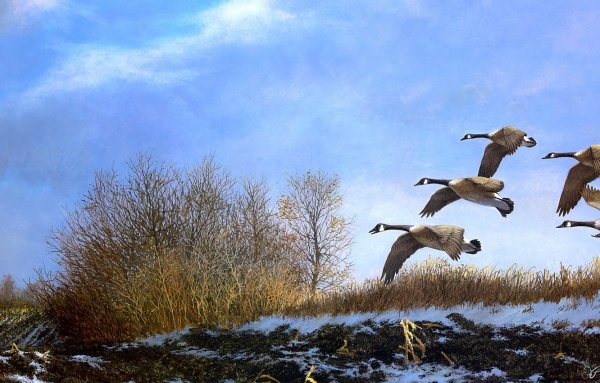 Дикие гуси весной