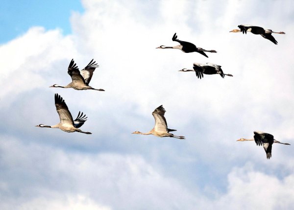 Стая журавлей