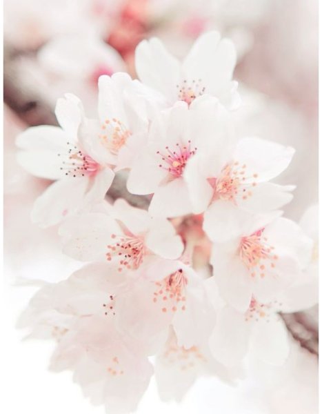 Ветка с цветами