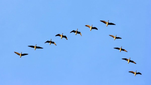 Перелет птиц