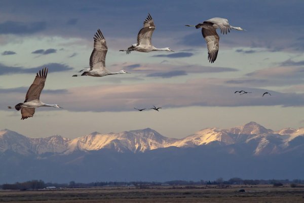 Утки улетают