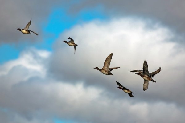 Стая перелетных птиц