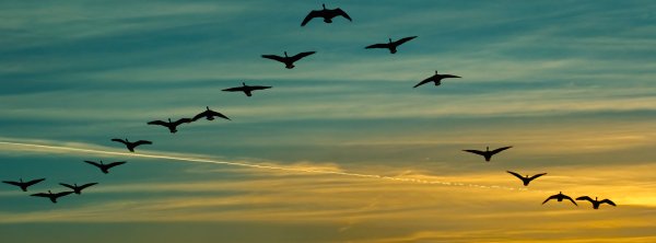 Стая светлогрудых Дроздов