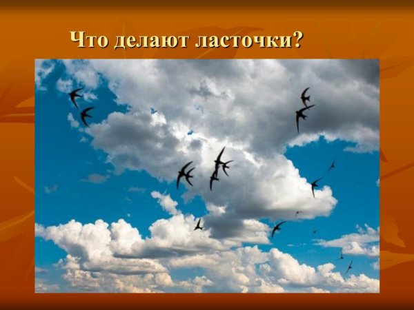 Лебедь кликун стая