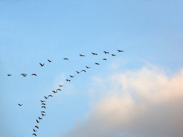 Утки улетают на Юг