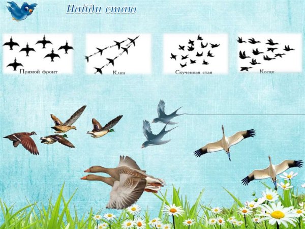 Птицы улетают