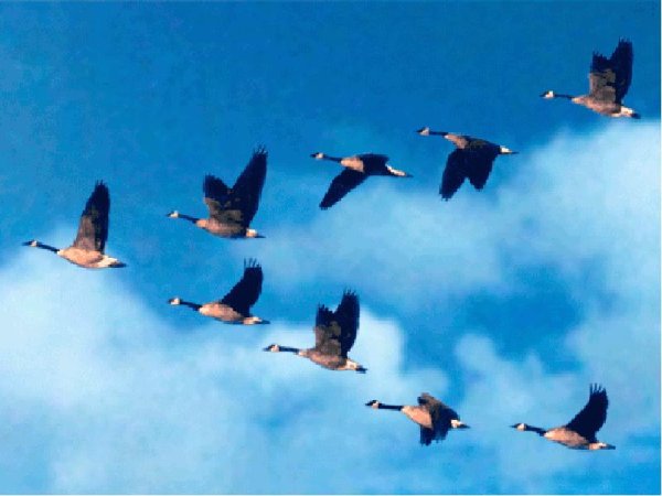 Клин перелетных птиц в небе