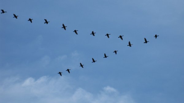 Журавлиная стая