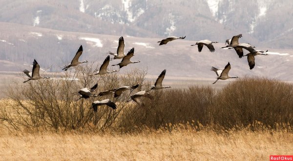 Полет журавлей