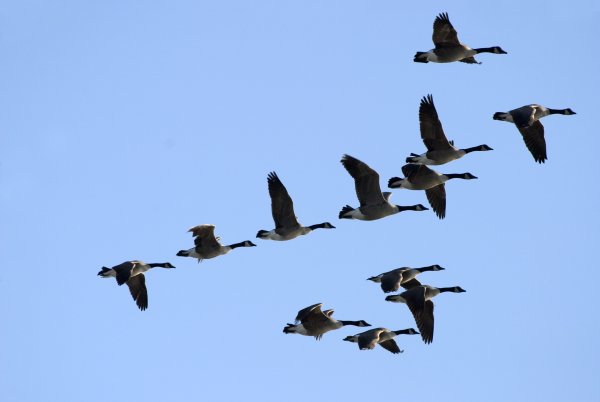Птицы весной в небе