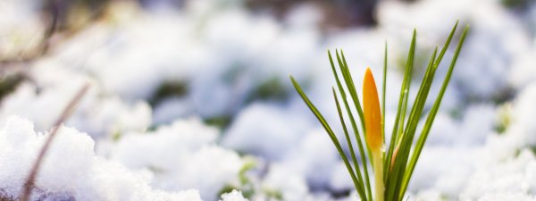 Фон ранняя Весна для рабочего стола