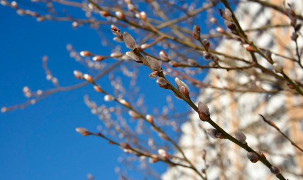 Ранняя Весна в городе