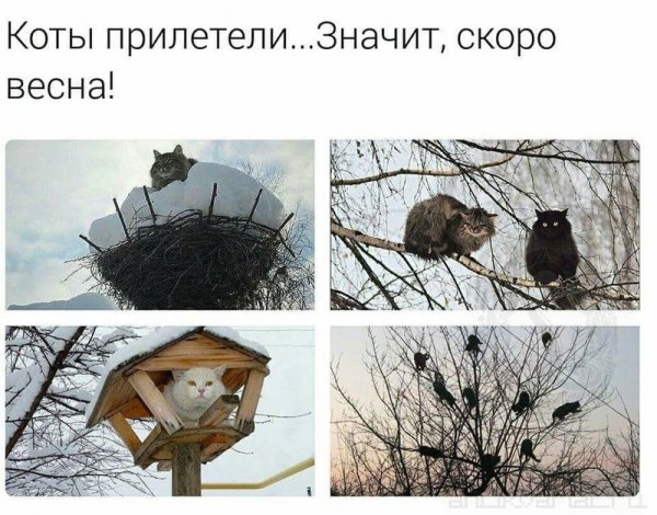 Смешная картинка опять прилетели в Россию