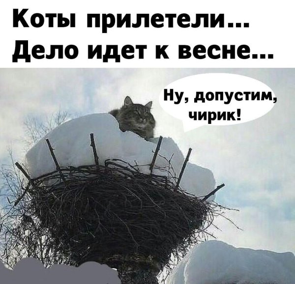 Весна коты прилетели