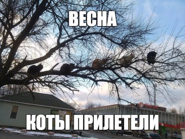Весна пришла коты прилетели