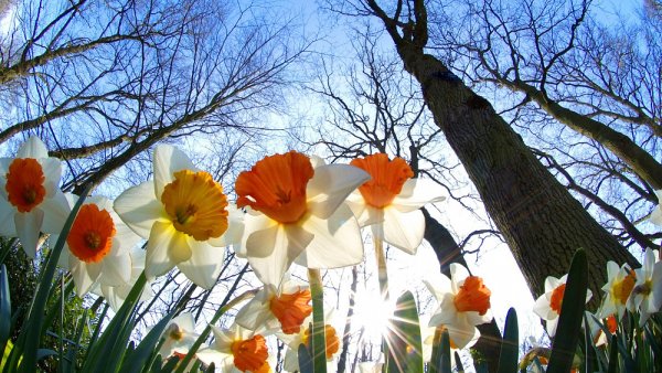 Весеннее небо и солнце