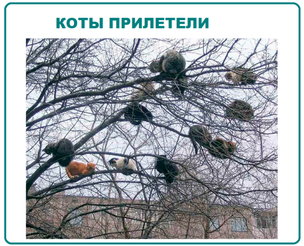 Коты прилетели