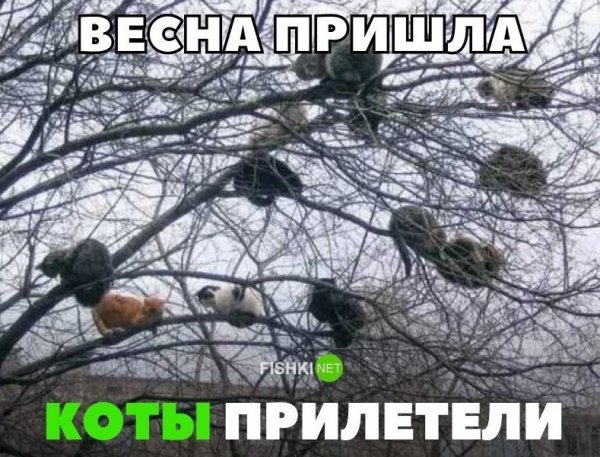 Коты прилетели