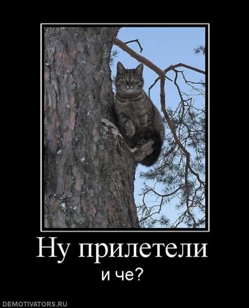 Весна коты прилетели