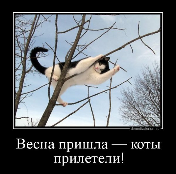 Весна наступила коты прилетели