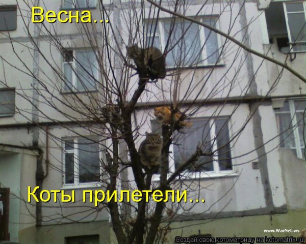 Весна наступила коты прилетели