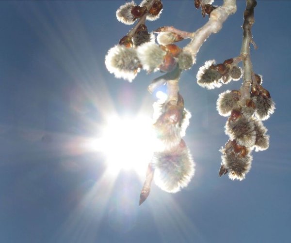 Мартовский кот