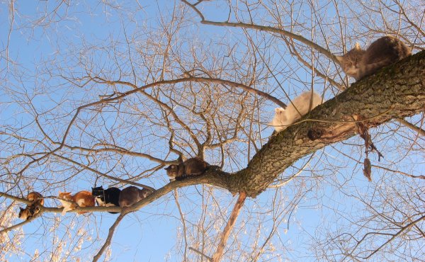 Весна коты прилетели