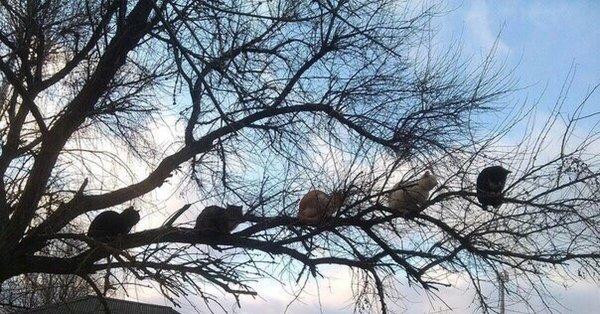 Весна коты прилетели