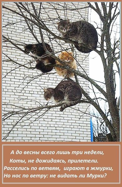 Весна пришла коты прилетели