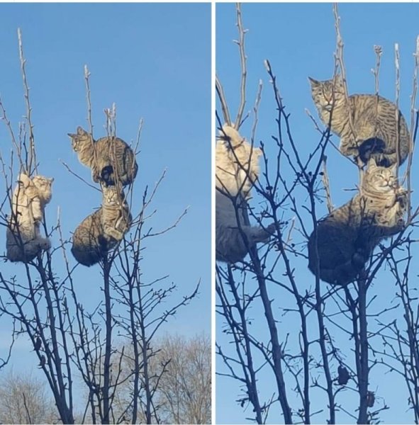 Коты прилетели