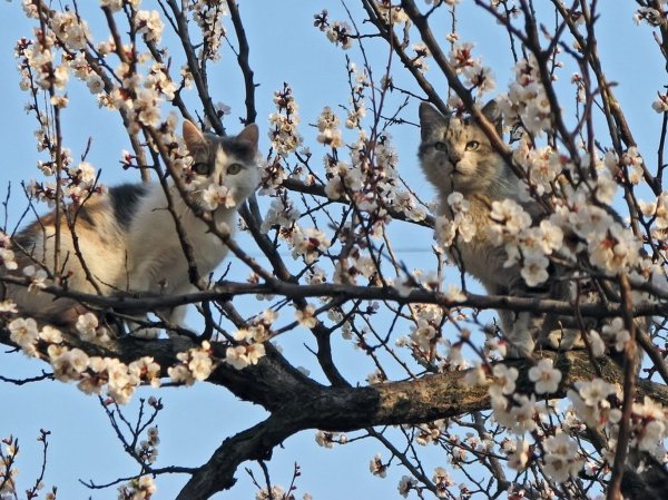 Весна коты прилетели