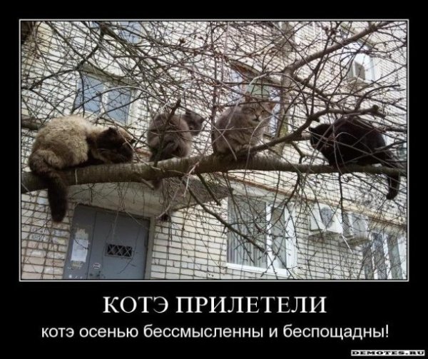 Кот на дереве весной