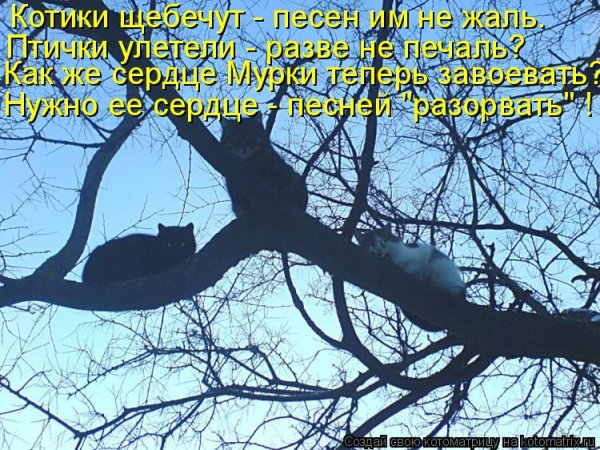 Коты на дереве юмор