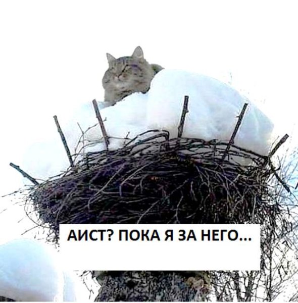 Гнездо для кошки