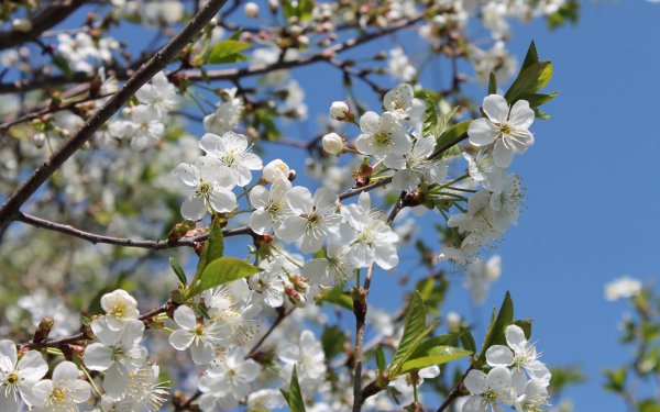 Доброе утро/ весны в ДКГЕ