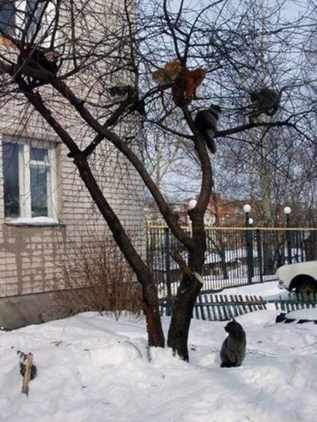 Весна коты прилетели